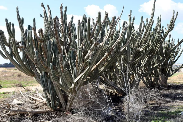 Grande Spinoso Cactus Cresciuto Parco Cittadino Nel Nord Israele — Foto Stock