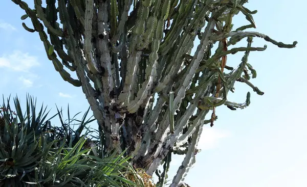 Grand Cactus Épineux Poussé Dans Parc Urbain Dans Nord Israël — Photo
