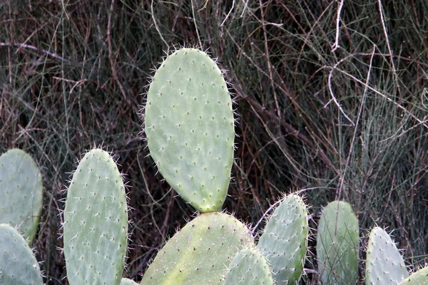 Cactus Grande Espinoso Crecido Parque Ciudad Norte Israel — Foto de Stock