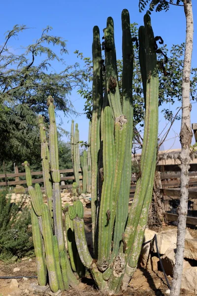 Stor Stikkende Kaktus Vokset Bypark Det Nordlige Israel - Stock-foto