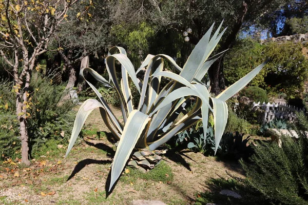 Ein Großer Stacheliger Kaktus Ist Einem Stadtpark Nordisrael Gewachsen — Stockfoto