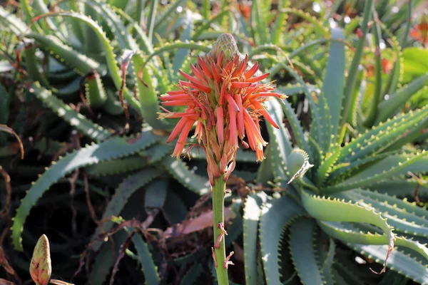 Large Prickly Cactus Has Grown City Park Northern Israel — 스톡 사진