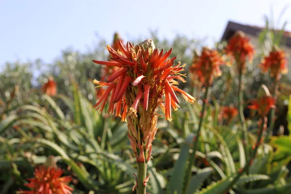 Large Prickly Cactus Has Grown City Park Northern Israel — 스톡 사진