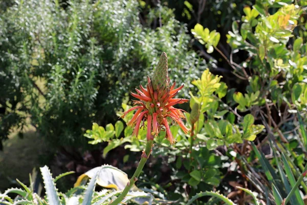 Large Prickly Cactus Has Grown City Park Northern Israel — 스톡 사진