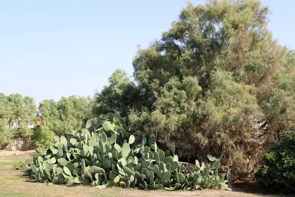 Cactus Grande Espinoso Crecido Parque Ciudad Norte Israel — Foto de Stock