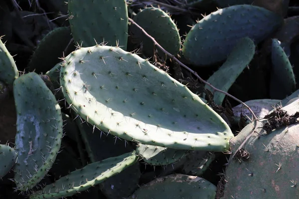 Cactus Grande Espinoso Crecido Parque Ciudad Norte Israel —  Fotos de Stock