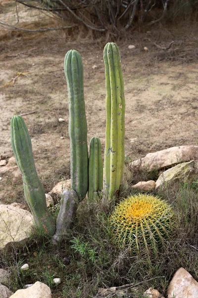 Grande Spinoso Cactus Cresciuto Parco Cittadino Nel Nord Israele — Foto Stock