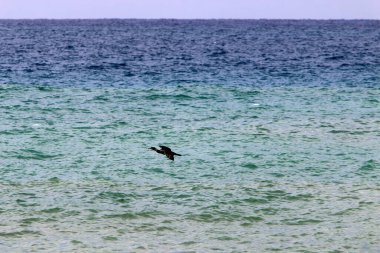 İsrail 'in kuzeyindeki Akdeniz üzerinde uçan kuşlar. 