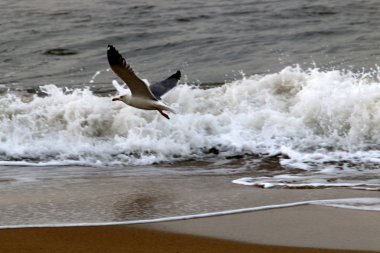 İsrail 'in kuzeyindeki Akdeniz üzerinde uçan kuşlar. 