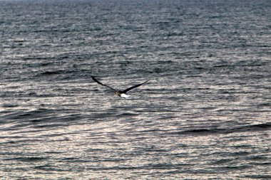 İsrail 'in kuzeyindeki Akdeniz üzerinde uçan kuşlar. 