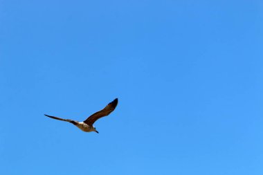 İsrail 'in kuzeyindeki Akdeniz üzerinde uçan kuşlar. 
