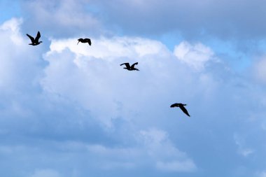 İsrail 'in kuzeyindeki Akdeniz üzerinde uçan kuşlar. 