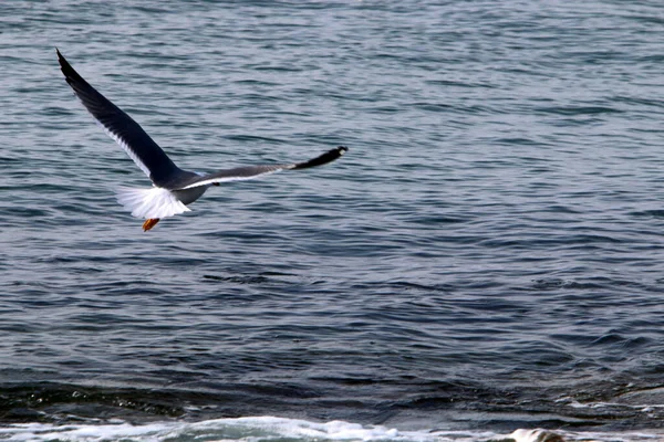 Aves Vuelan Cielo Sobre Mar Mediterráneo Norte Israel — Foto de Stock