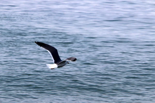 Oiseaux Volent Dans Ciel Dessus Mer Méditerranée Dans Nord Israël — Photo