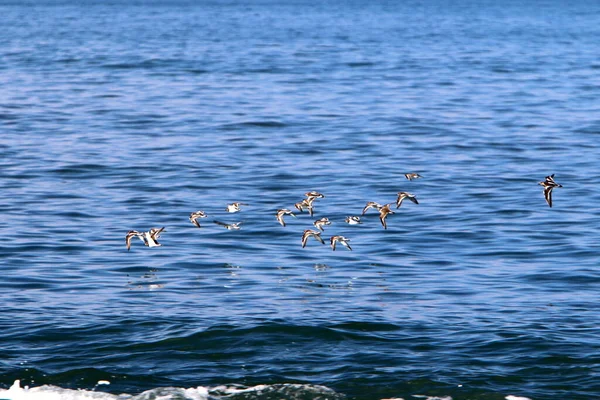 鳥はイスラエル北部の地中海上空を飛ぶ — ストック写真