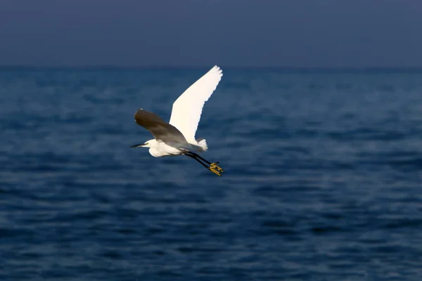 Aves Vuelan Cielo Sobre Mar Mediterráneo Norte Israel —  Fotos de Stock