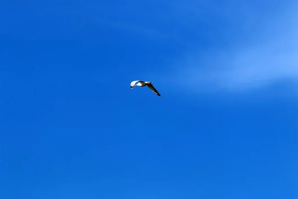 Aves Voam Céu Sobre Mar Mediterrâneo Norte Israel — Fotografia de Stock