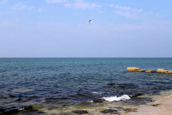 Birds Fly Sky Mediterranean Sea North Israel — Stock Photo, Image