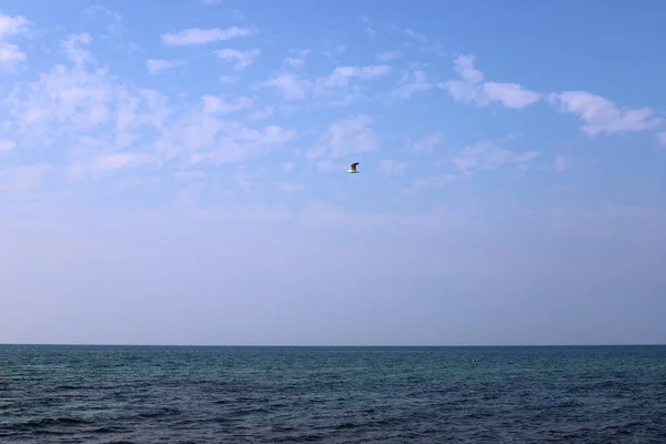 Ptaki Latają Niebie Nad Morzem Śródziemnym Północy Izraela — Zdjęcie stockowe