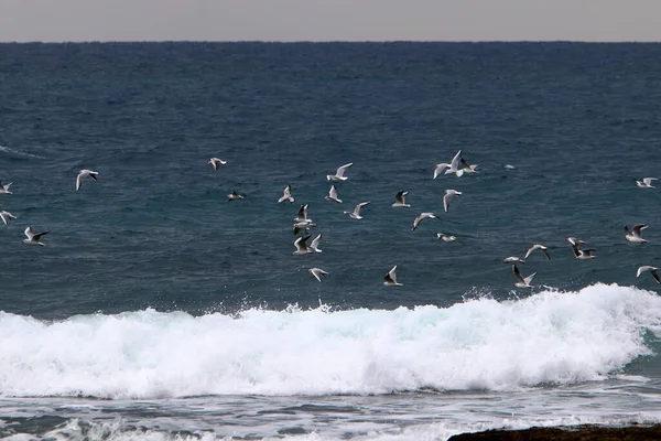 Burung Terbang Langit Atas Laut Mediterania Utara Israel — Stok Foto