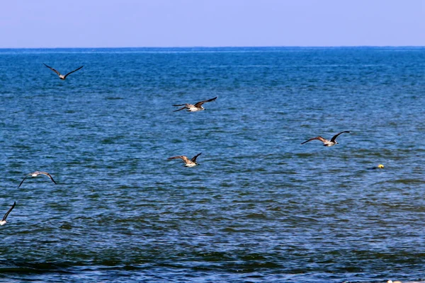 Oiseaux Volent Dans Ciel Dessus Mer Méditerranée Dans Nord Israël — Photo