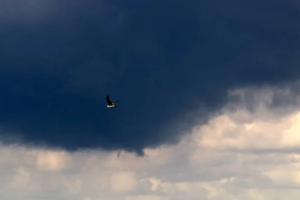 Aves Vuelan Cielo Sobre Mar Mediterráneo Norte Israel — Foto de Stock