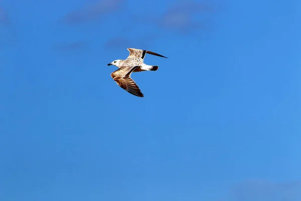 Aves Vuelan Cielo Sobre Mar Mediterráneo Norte Israel —  Fotos de Stock