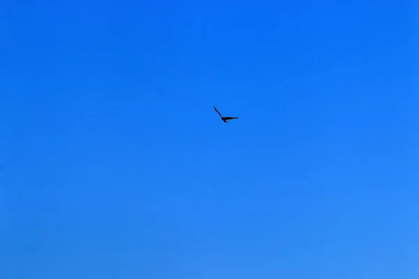 Aves Voam Céu Sobre Mar Mediterrâneo Norte Israel — Fotografia de Stock