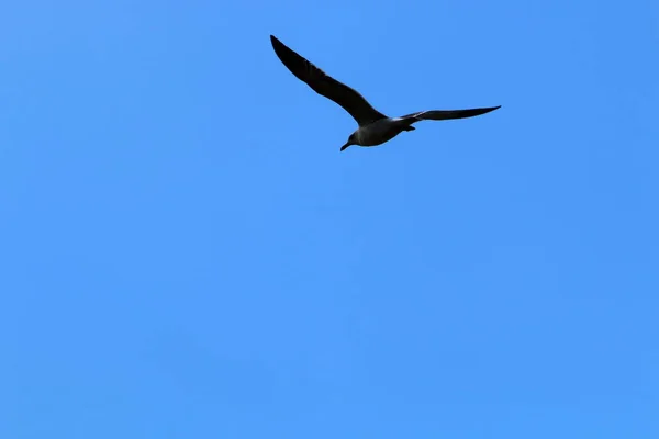 Aves Vuelan Cielo Sobre Mar Mediterráneo Norte Israel —  Fotos de Stock