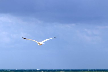 İsrail 'in kuzeyindeki Akdeniz üzerinde uçan kuşlar. 