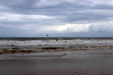 İsrail 'in kuzeyindeki Akdeniz üzerinde uçan kuşlar. 