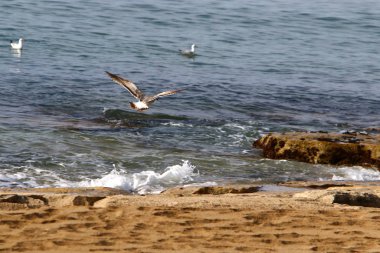 İsrail 'in kuzeyindeki Akdeniz üzerinde uçan kuşlar. 