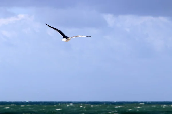 Oiseaux Volent Dans Ciel Dessus Mer Méditerranée Dans Nord Israël — Photo