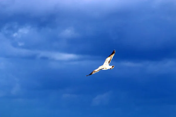 Vögel Fliegen Himmel Über Dem Mittelmeer Norden Israels — Stockfoto