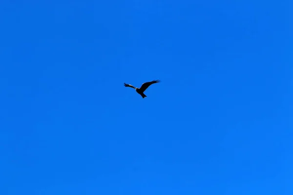 Vögel Fliegen Himmel Über Dem Mittelmeer Norden Israels — Stockfoto