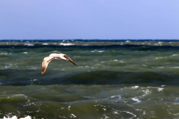 Birds Fly Sky Mediterranean Sea North Israel — Stock Photo, Image