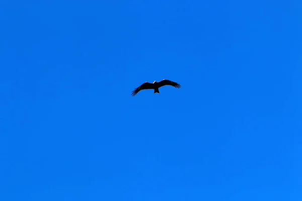 Aves Voam Céu Sobre Mar Mediterrâneo Norte Israel — Fotografia de Stock