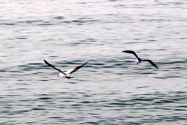 在以色列北部的地中海上空 鸟儿在空中飞翔 — 图库照片