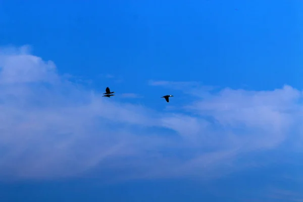 Aves Voam Céu Sobre Mar Mediterrâneo Norte Israel — Fotografia de Stock