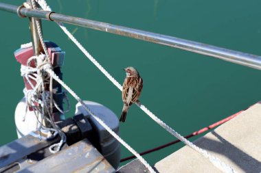 İsrail 'in Tel Aviv kentindeki limandaki tekne ve yatlar için demirlemiş. 