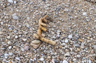 İsrail devletinin kuzeyindeki Akdeniz kıyılarında taşlar bulunuyordu. 