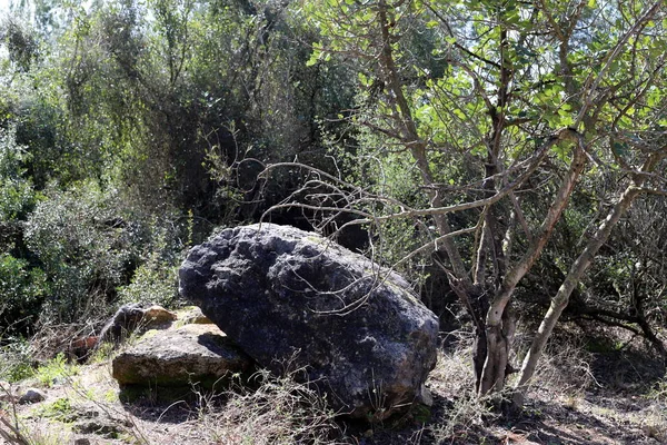 Kameny Leží Březích Středozemního Moře Severu Státu Izrael — Stock fotografie