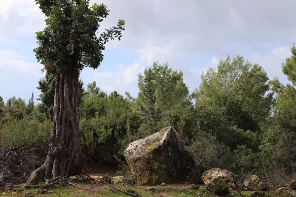 Stenar Ligger Vid Medelhavets Stränder Norra Delen Staten Israel — Stockfoto