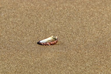 İsrail devletinin kuzeyindeki Akdeniz kıyılarında taşlar bulunuyordu. 