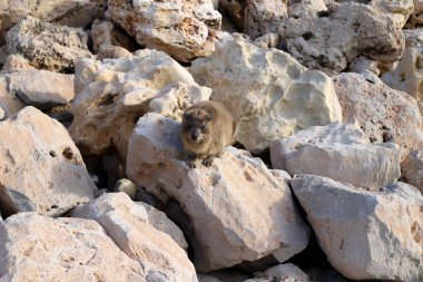 İsrail devletinin kuzeyindeki Akdeniz kıyılarında taşlar bulunuyordu. 