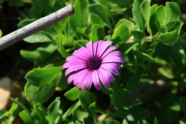 Flores Silvestres Invierno Flores Israel Febrero —  Fotos de Stock