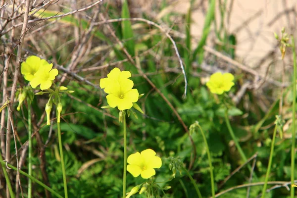 Winter Wildflowers Flowers Israel February — Stock Photo, Image