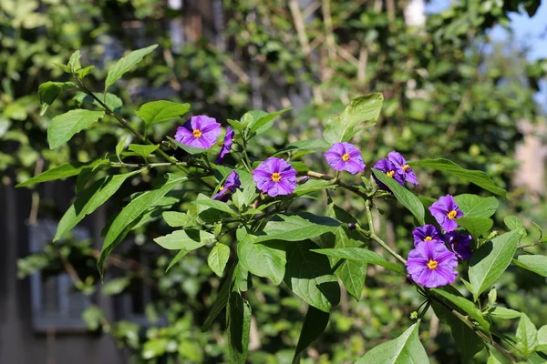 Winter Wildflowers Flowers Israel February — Stock Photo, Image