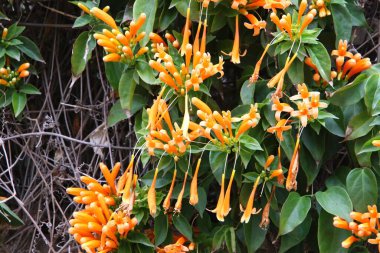 Şubat 'ta İsrail' de kır çiçekleri ve çiçekler 