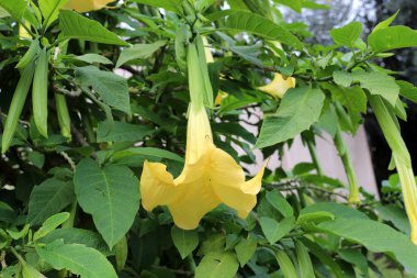 Şubat 'ta İsrail' de kır çiçekleri ve çiçekler 